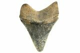 Serrated, Juvenile Megalodon Tooth - Georgia #332809-1